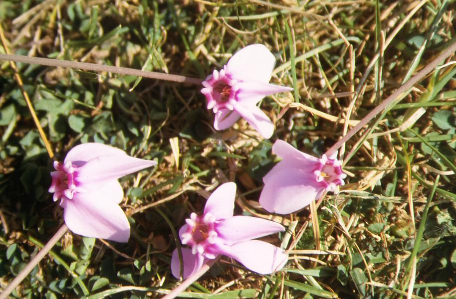Cyclamen repandum / Ciclamino primaverile 